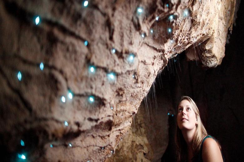 Waitomo Glowworm