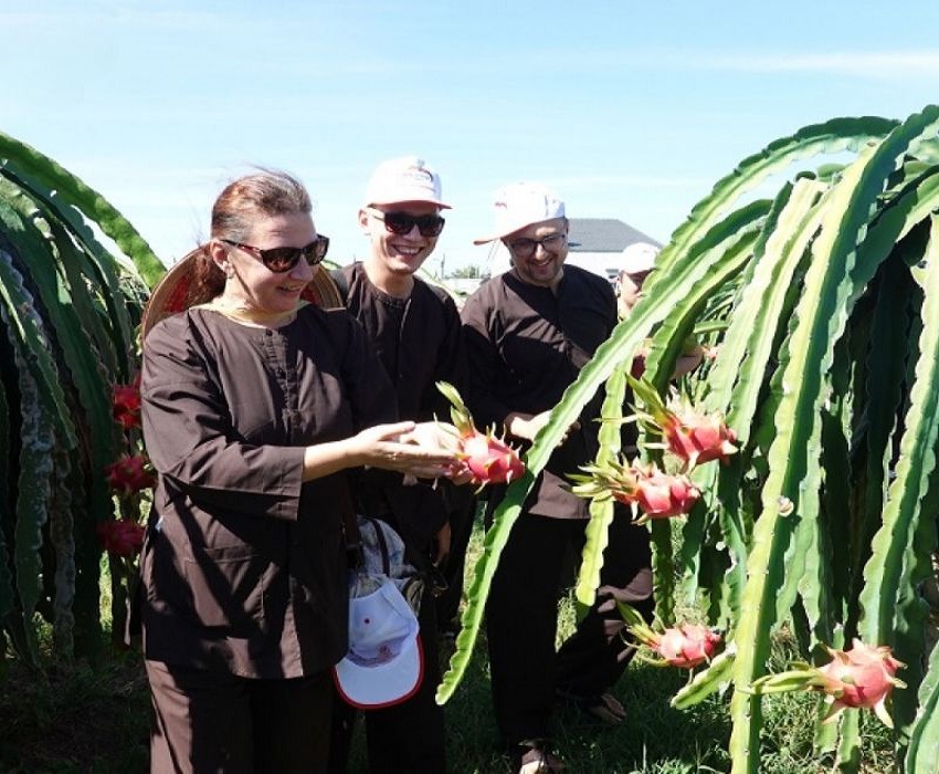 Mô hình nông nghiệp kết hợp du lịch tại vườn thanh long Hàm Thuận Bắc Mô hình nông nghiệp kết hợp du lịch tại vườn thanh long Hàm Thuận Bắc