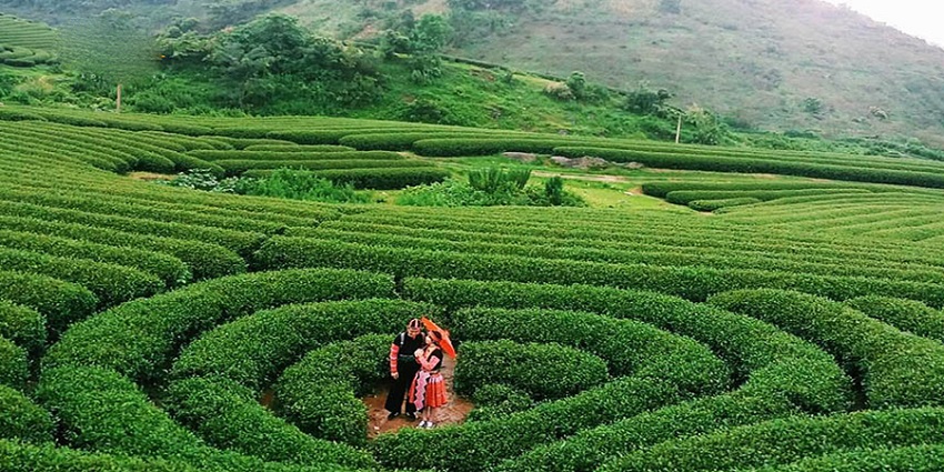 Đồi chè Trái Tim