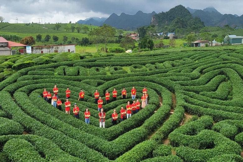 Đồi chè trái tim