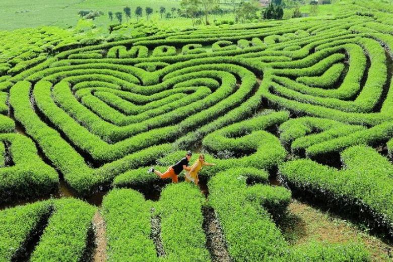 Đồi chè trái tim