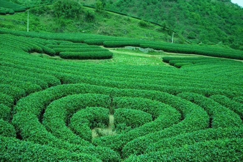 Đồi chè trái tim