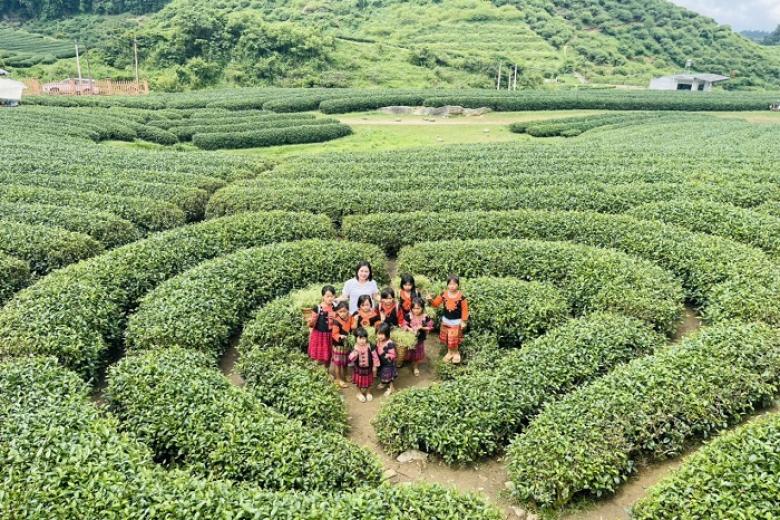 Đồi chè trái tim