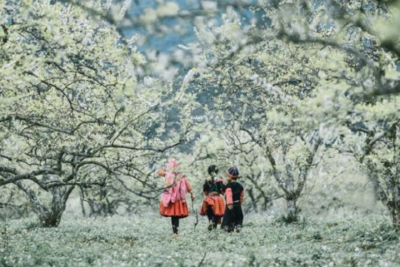 Thung lũng mận Nà Ka