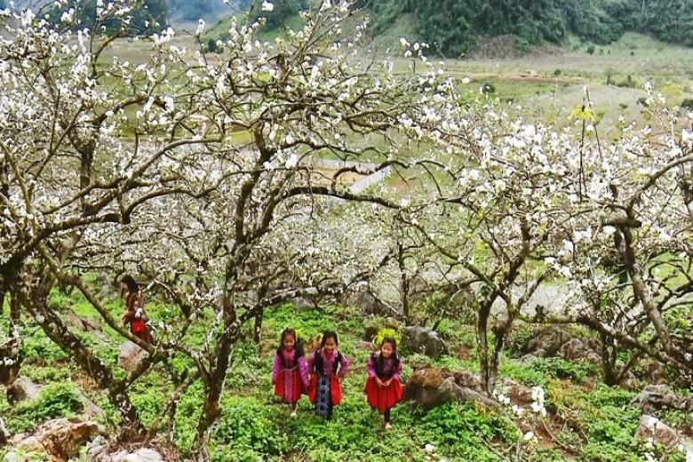 Thung lũng mận Nà Ka