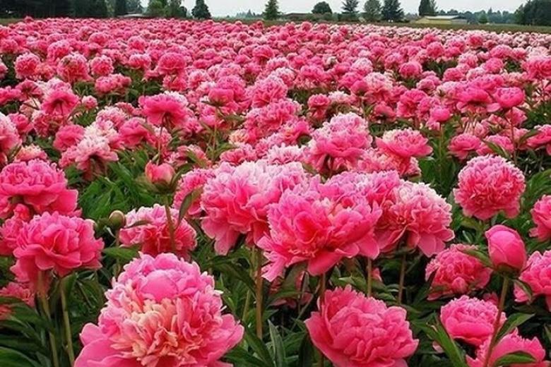 Công viên hoa Mẫu Đơn