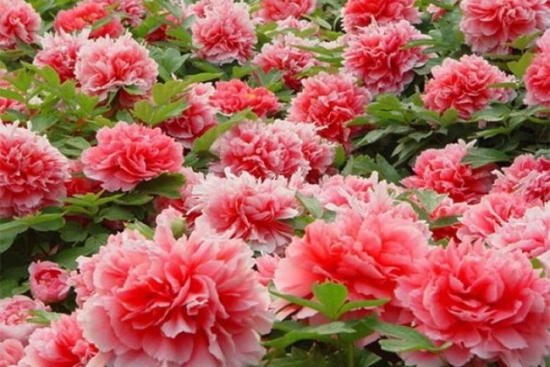 Công viên hoa Mẫu Đơn