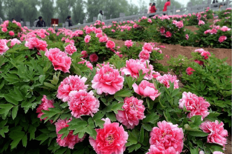 Công viên hoa Mẫu Đơn