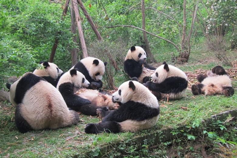 Công Viên Gấu Trúc