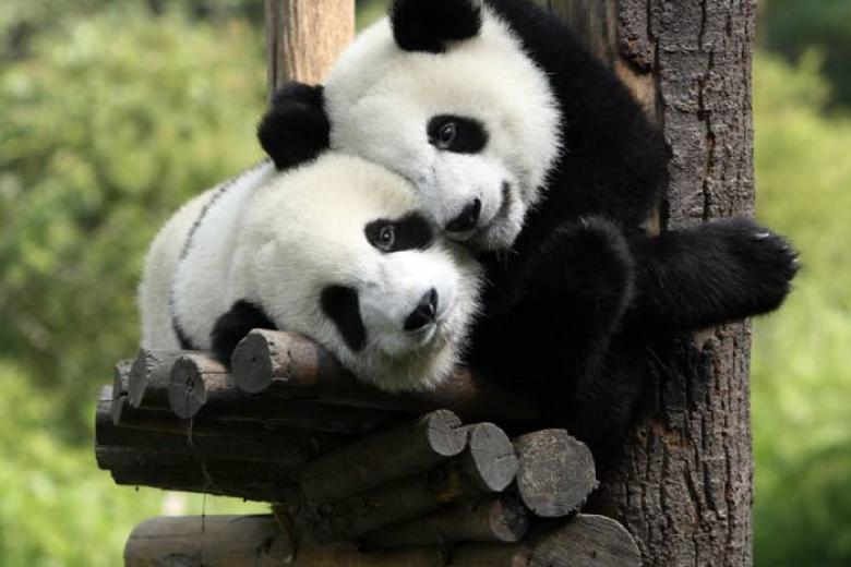 Công Viên Gấu Trúc