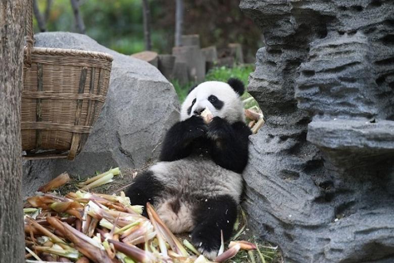 Công Viên Gấu Trúc