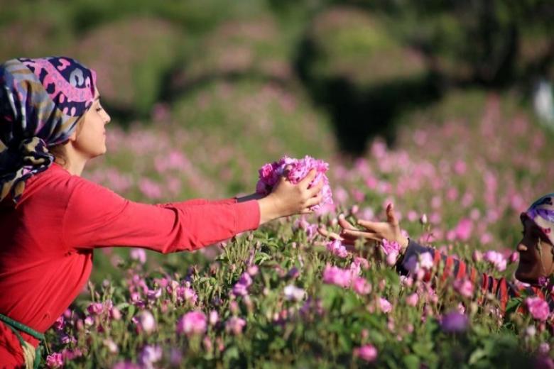 Mùa thu hoạch hoa hồng Damascena Mill ở thành phố Isparta