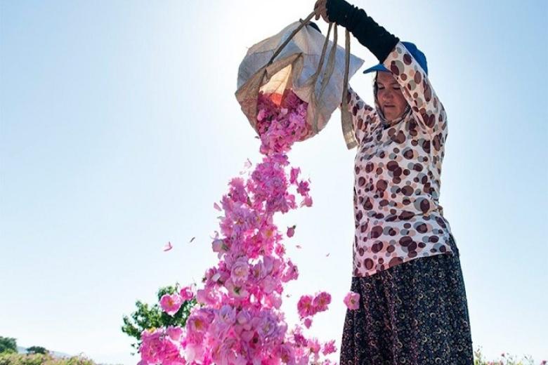 Mùa thu hoạch hoa hồng Damascena Mill ở thành phố Isparta