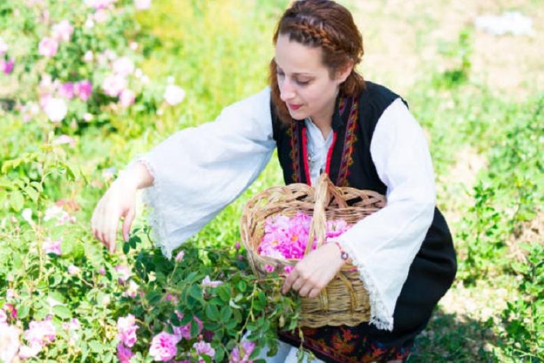 Mùa thu hoạch hoa hồng Damascena Mill ở thành phố Isparta