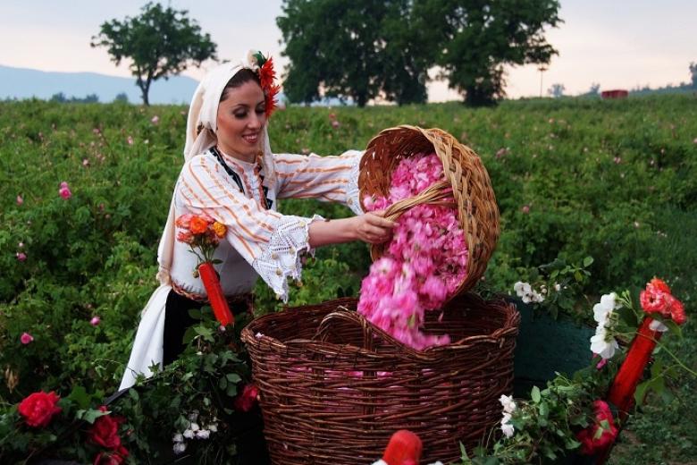 Mùa thu hoạch hoa hồng Damascena Mill ở thành phố Isparta