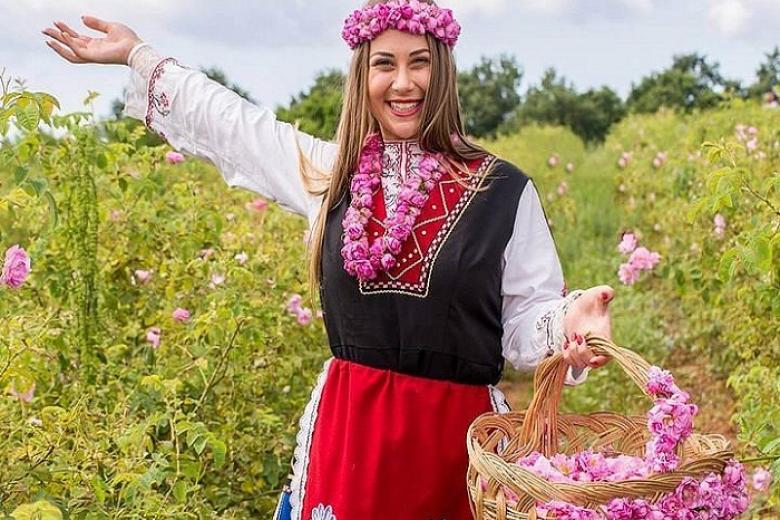 Mùa thu hoạch hoa hồng Damascena Mill ở thành phố Isparta