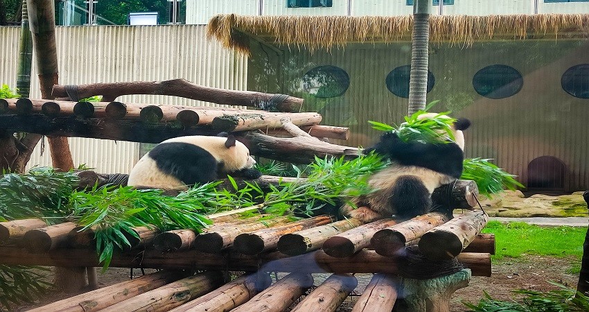 Công viên Gấu Trúc Thành Đô