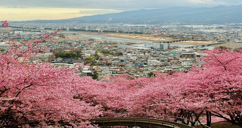 Lễ hội Hoa Anh Đào Kawazu