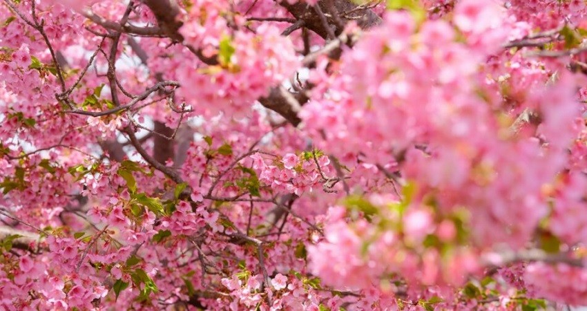 Vui chơi, tham quan