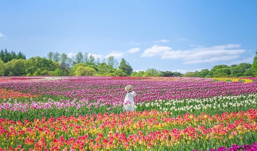 Vườn Sera Fujien Vườn Sera Fujien