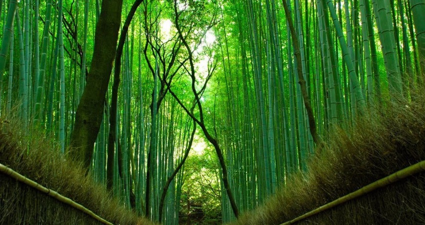 Rừng tre Sagano (Arashiyama) 