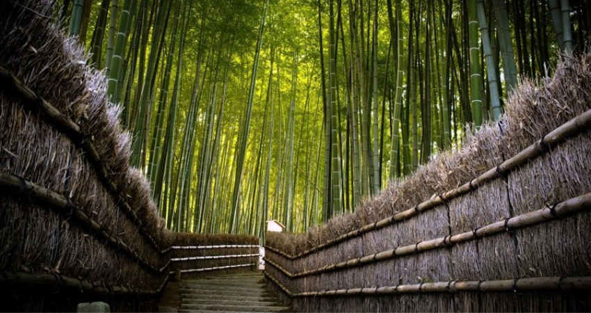 Rừng tre Sagano 