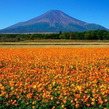 Tour Nhật Bản 6N5Đ: Từ Hà Nội - Osaka - Kobe - Kyoto - Núi Phú Sĩ - Tokyo, Bay VN + KS 3 - 4*, Mùa Thu