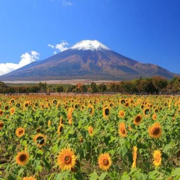 Tour Nhật Bản 6N5Đ: Từ Hà Nội - Tokyo - Núi Phú Sĩ - Nagoya - Kyoto - Osaka, Ngắm Hoa Anh Đào, Bay VN