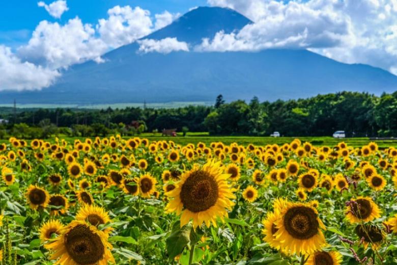 Công Viên Hanamiyako