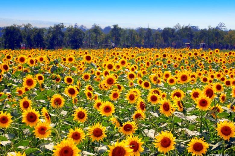 Công Viên Hanamiyako