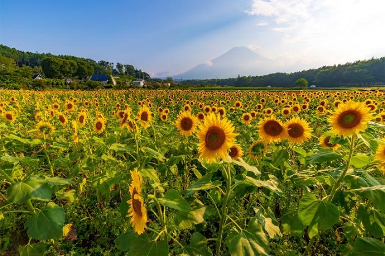 Công Viên Hanamiyako