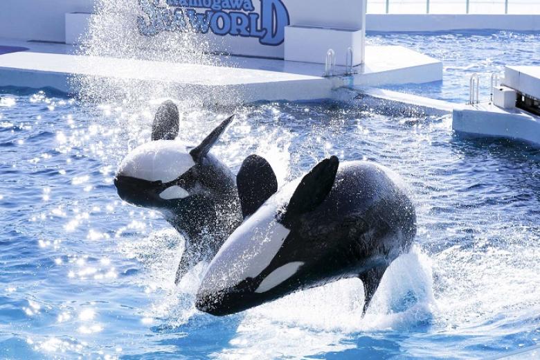 Kamogawa Seaworld