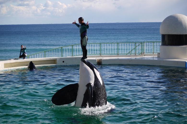 Kamogawa Seaworld