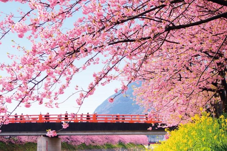 Lễ hội hoa anh đào Kawazu Sakura Festival
