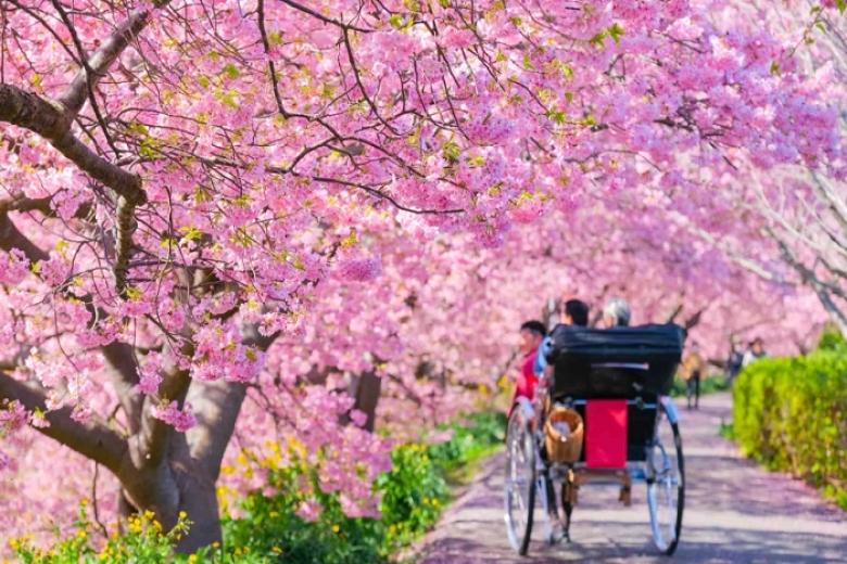 Lễ hội hoa anh đào Kawazu Sakura Festival
