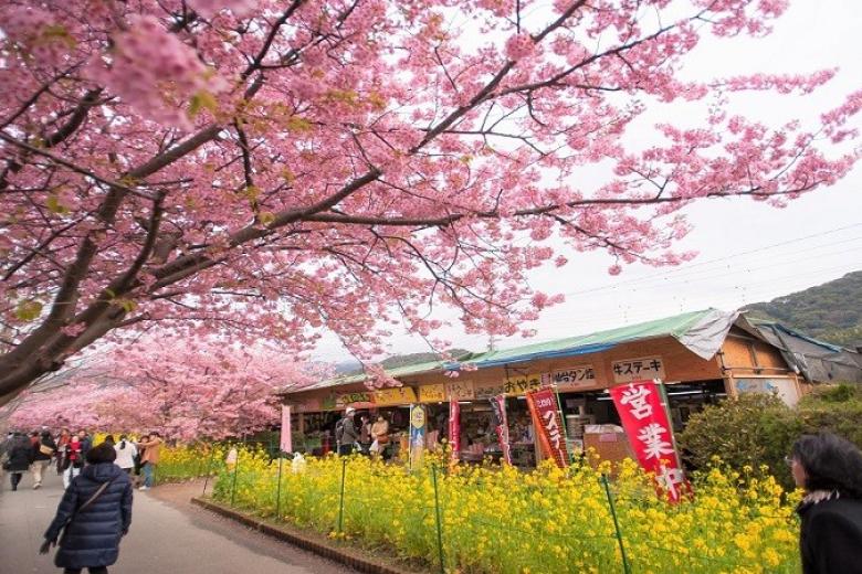 Lễ hội Hoa Anh Đào Kawazu tại Gotemba