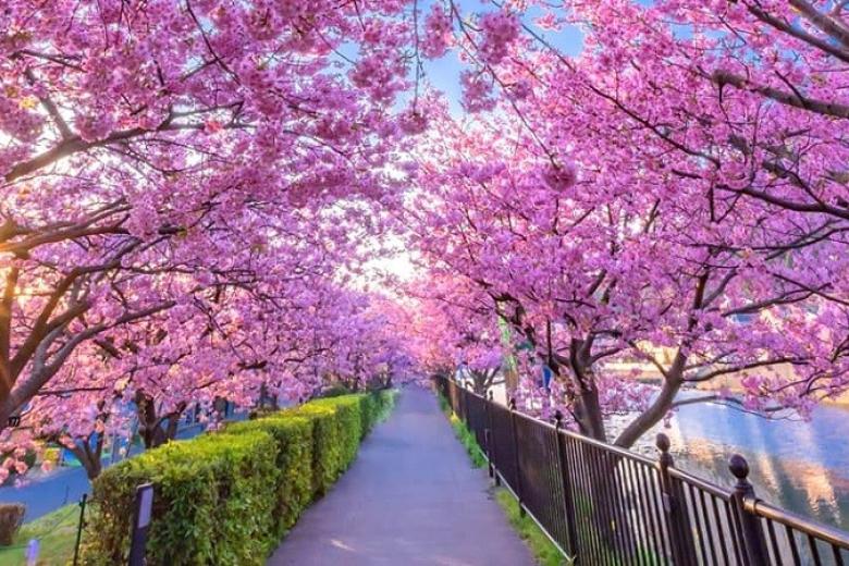 Lễ hội Hoa Anh Đào Kawazu tại Gotemba