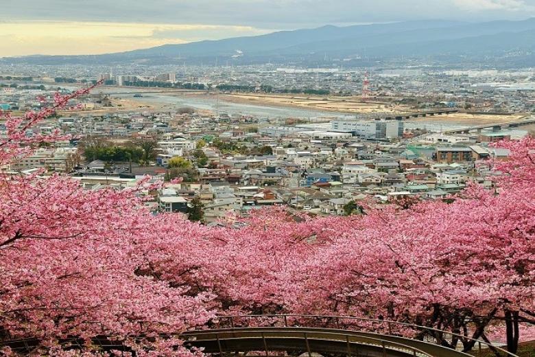 Lễ hội Hoa Anh Đào Kawazu tại Gotemba