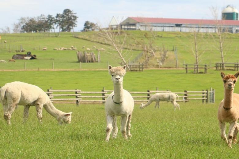 Mother Farm