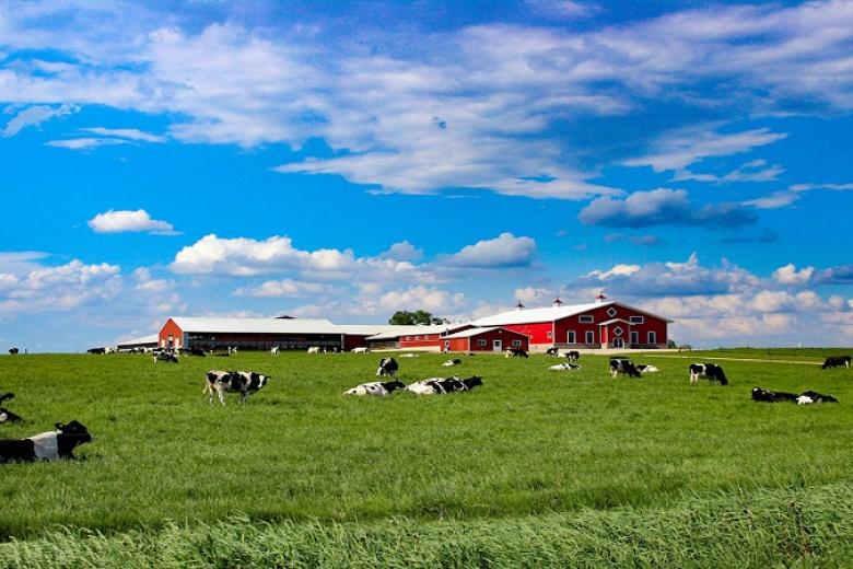 Mother Farm