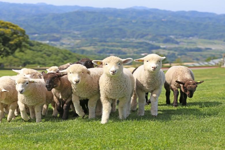 Mother Farm