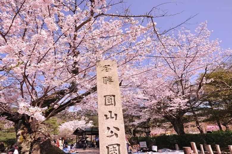 Ngắm hoa anh đào