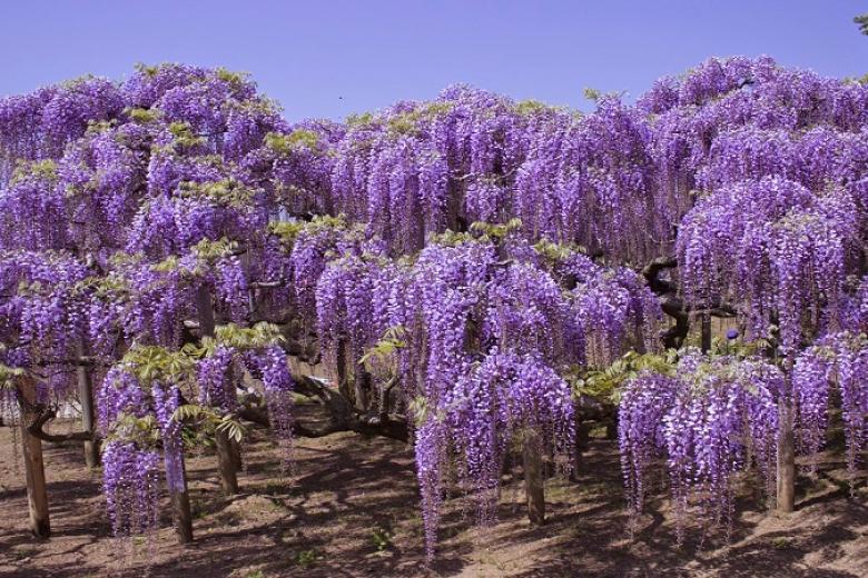 Ngắm hoa tử đằng tại công viên Ashikaga