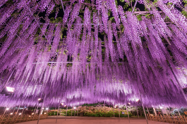 Ngắm hoa tử đằng tại công viên Ashikaga