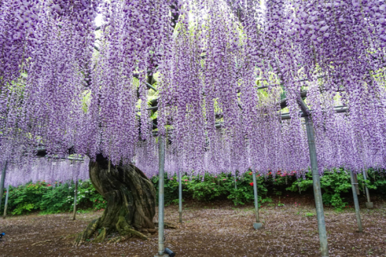 Ngắm hoa tử đằng tại công viên Ashikaga