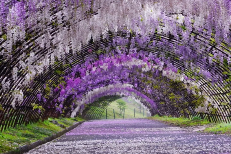 Ngắm hoa tử đằng tại công viên Ashikaga