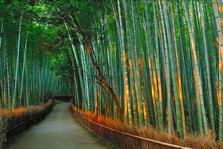 Rừng Tre Sagano