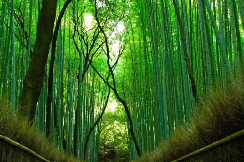 Rừng Tre Sagano
