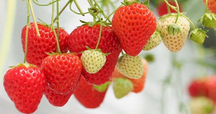 Hái trái cây tại vườn Nhật Bản