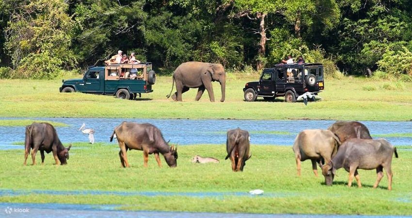 Tour Safari tại Công viên quốc gia Minneriya